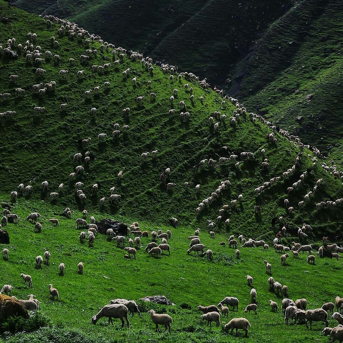 Driving sheep to the mountains, Gunibsky district, Republic of Dagestan. - Dagestan, The mountains, Sheeps, The photo, Animals, Russia, Caucasus, Nature