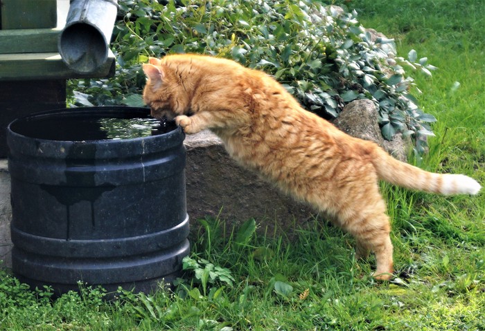 Кот лакающий воду из бочки. - Кот, Вода, Бочка