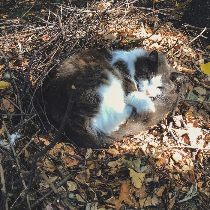 Осенняя гармония - Моё, Кот, Осень, Природа, Сон