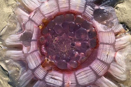 На берегу Новой Зеландии нашли гигантское пульсирующее существо.