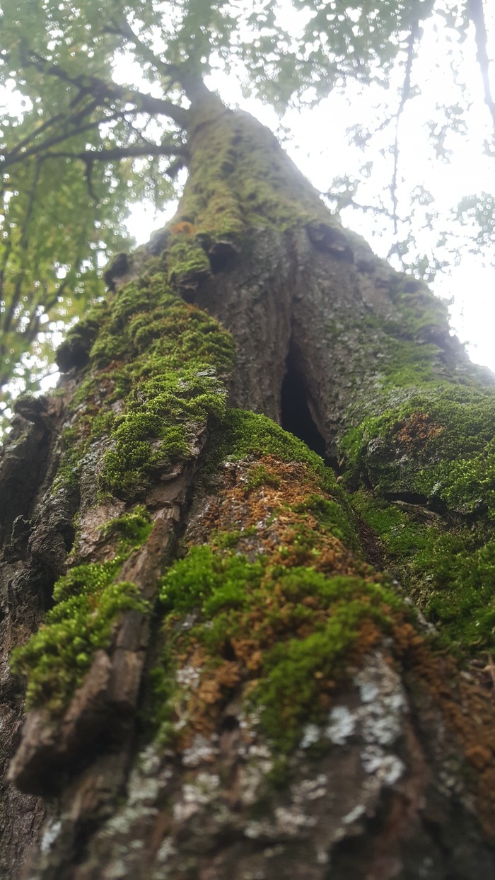 Forest - My, Forest, Mobile photography, Mushrooms, Longpost