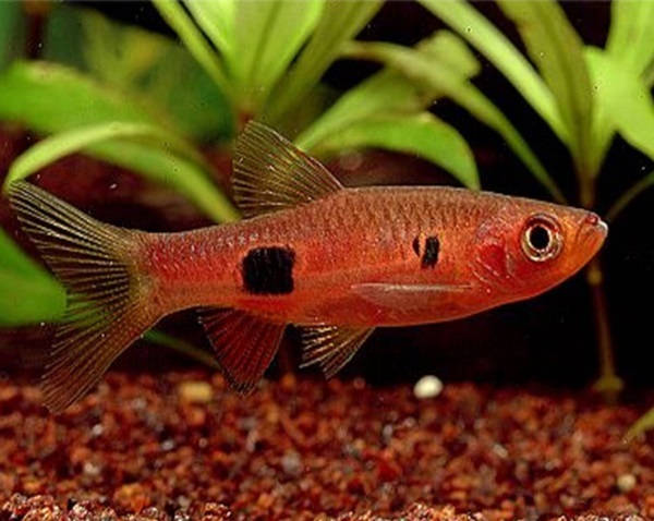 Расбора клоун (Rasbora kalochroma)