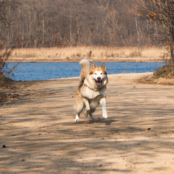 I am a woolly wolf, God, how good I am, how powerful my paws are! :) - My, Dog, Volchara, Alaskan Malamute, Longpost