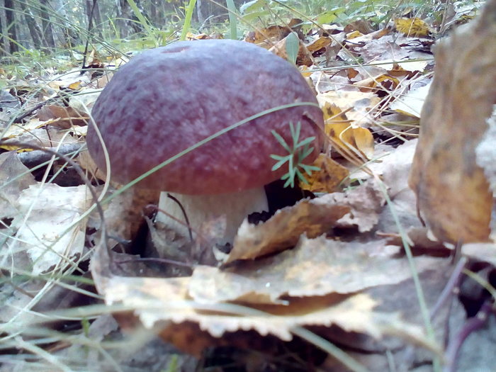 Found handsome men - My, Mushrooms, Porcini, Borovik, Forest, Longpost