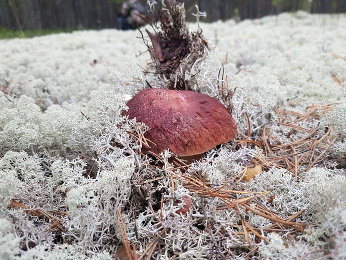 Hello from KhMAO - My, KhMAO, Mushrooms, Moss, Nature