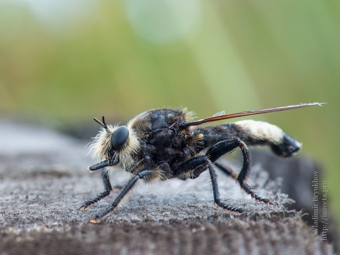 Predatory fly - Ktyr humpbacked - Insects, Ktyr, Муха, , Longpost, Video