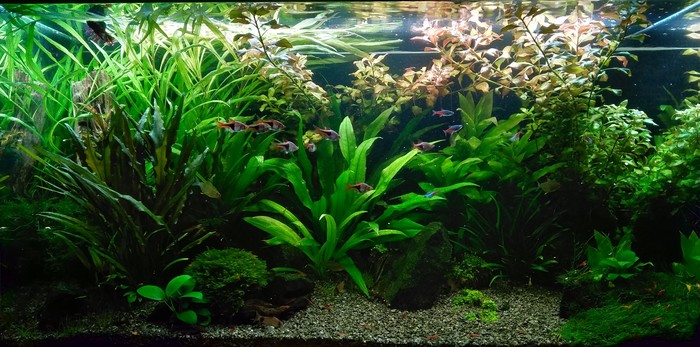 Aquarium 150 liters today. - My, Aquarium, Aquarium, Longpost