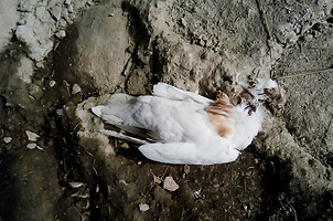 Dead wedding pigeons are found on the Tula embankment - Birds, Tula, Tulskaya Embankment, Ukrainian Insurgent Army, Biology, Animals, Wedding, Longpost