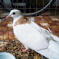 Dead wedding pigeons are found on the Tula embankment - Birds, Tula, Tulskaya Embankment, Ukrainian Insurgent Army, Biology, Animals, Wedding, Longpost