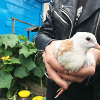 Dead wedding pigeons are found on the Tula embankment - Birds, Tula, Tulskaya Embankment, Ukrainian Insurgent Army, Biology, Animals, Wedding, Longpost