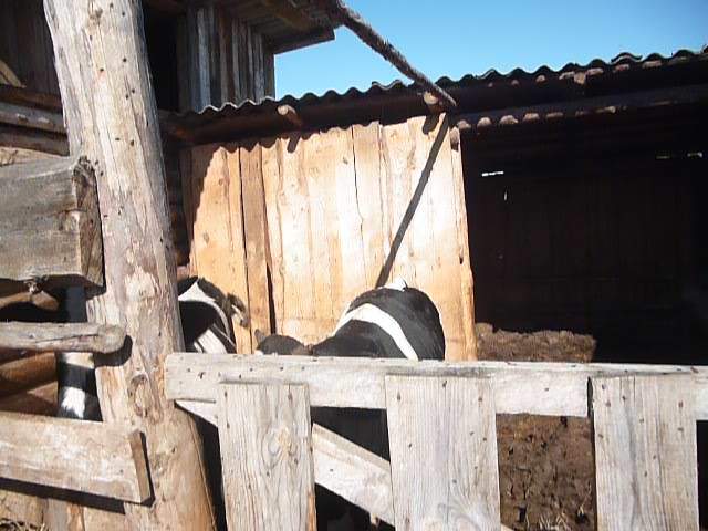 Fattening bulls. - My, Fattening of bulls, family farm, Milking of cows, , Building a farm, Video, Longpost