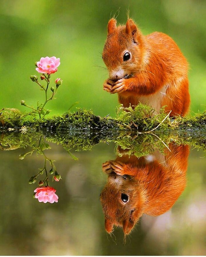 Маленькая белочка.