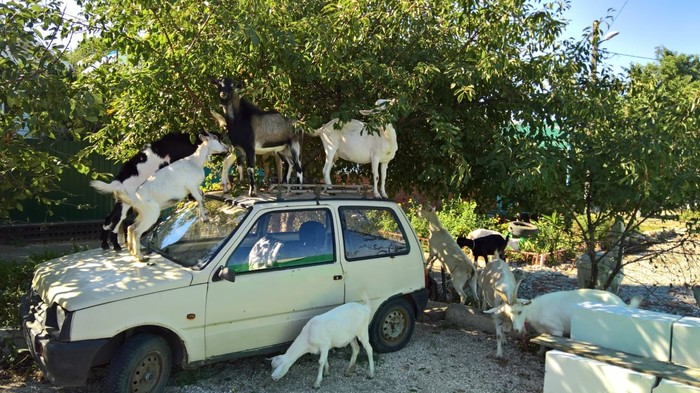 Goat City Pasture - My, Goat, Auto, Humor