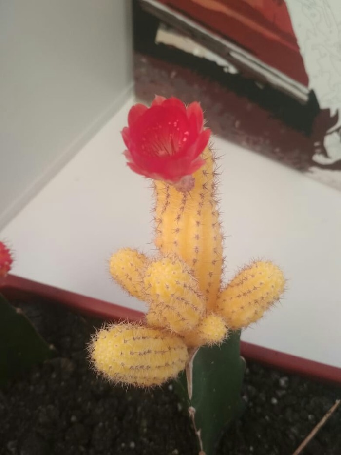 Banana - My, Cactus, Flowers