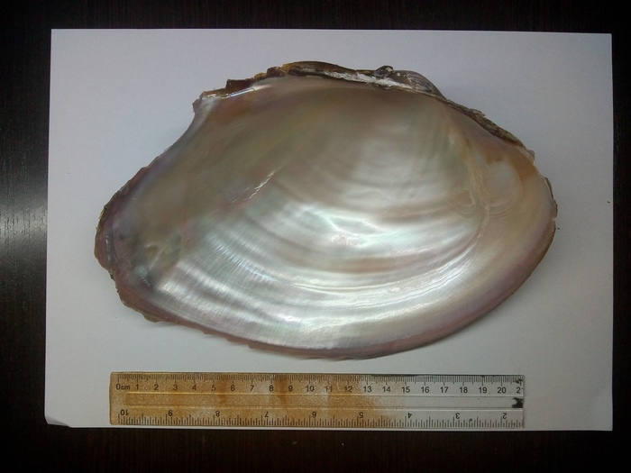 Речные монстры. Река, Ракушки, Астрахань, Длиннопост, Перловица, Река Волга