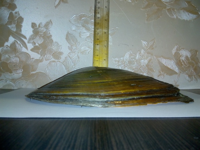 Речные монстры. Река, Ракушки, Астрахань, Длиннопост, Перловица, Река Волга