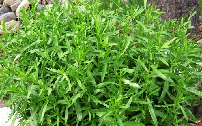 Why tarragon? - Information, No rating, Why?