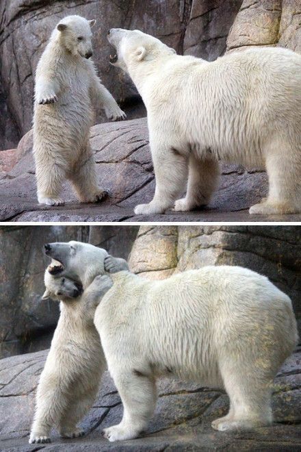 Мама, не надо ругаться, я всё понял - Фотография, Медведи, Белый медведь, Детеныш, Обнимашки, Милота