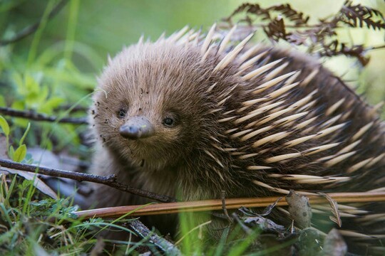 Echidna - Power, Knowledge, Echidna, Information, Facts