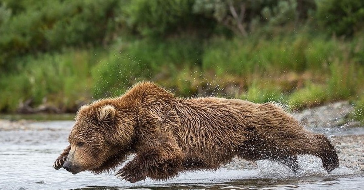 Бурый медведь приспособления. Среда обитания бурого медведя. Образ жизни бурого медведя. Бурая Медведица. Медведь Гризли.