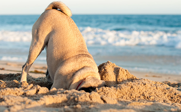 Let's find the treasure! - Pug, Tail, Treasure, Milota, Beach, From the network