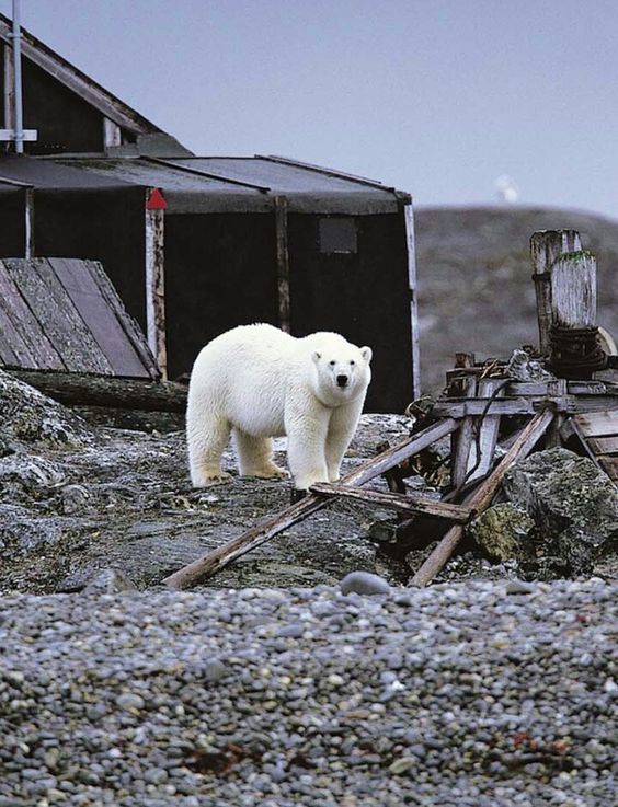 Привет, человек. Мы же оба понимаем, что теперь это мой дом?