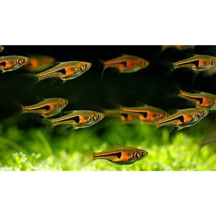 Как отличить похожих расбор (Хенгеля, Эспеи и арлекин), видео