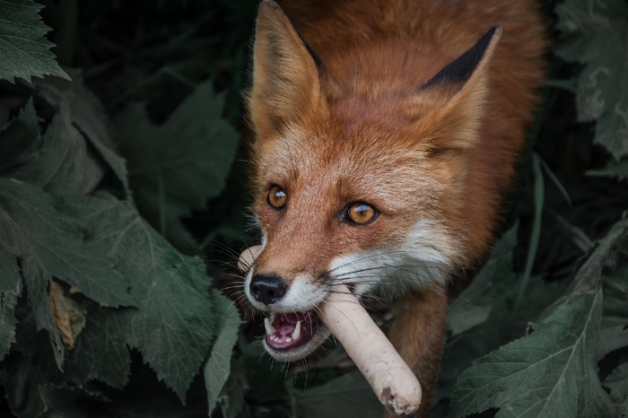 When I grabbed a sausage. - Fox, , The national geographic