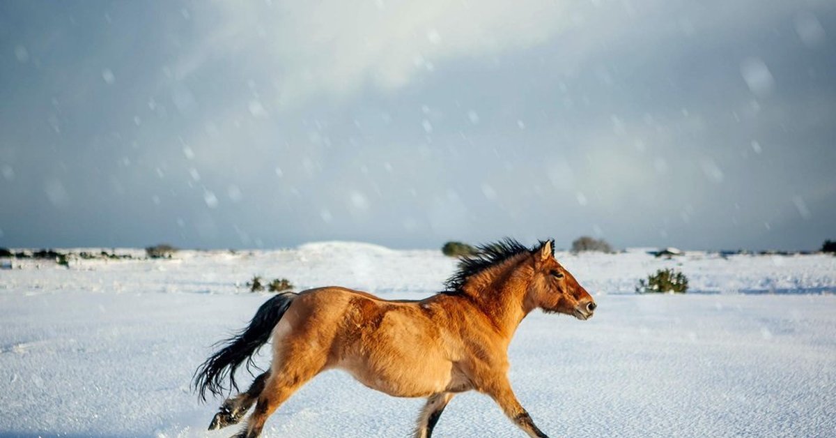Пони бежит со скоростью 21. Лошади в снегу. Лошадь бежит по снегу. Конь бежит. Пони бежит.