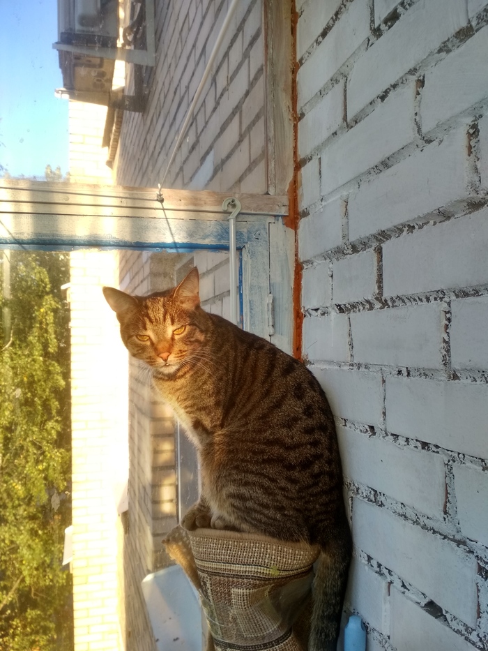 Nikitos - My, cat, Balcony, Autumn