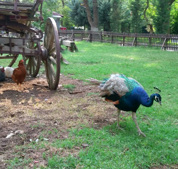 Tailless peacock in the park - Peacock, My, Animals