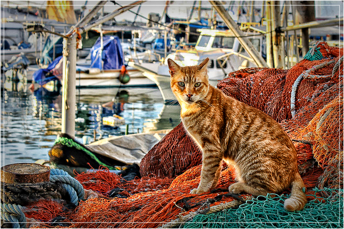 Fur seal - cat, Catomafia, The photo