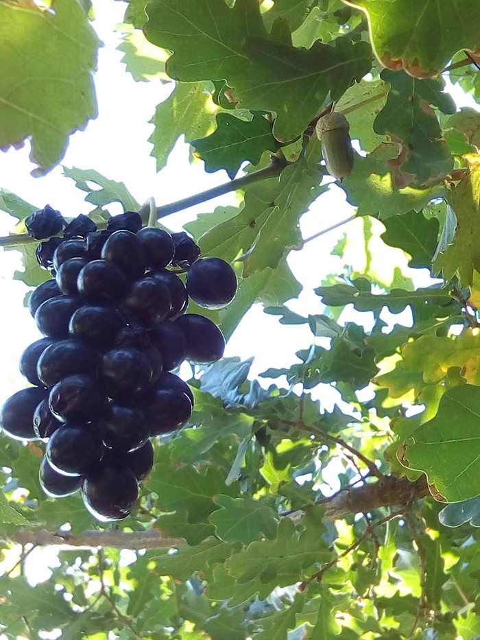 oak grapes - My, Garden, Garden, Oak, Grape, , Longpost