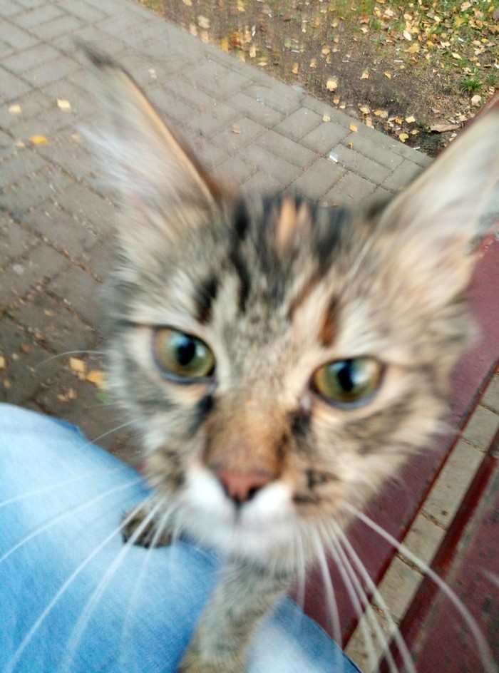 Super sweet kitty - My, In good hands, Homeless animals, No rating, Yaroslavl, Longpost, cat, Help