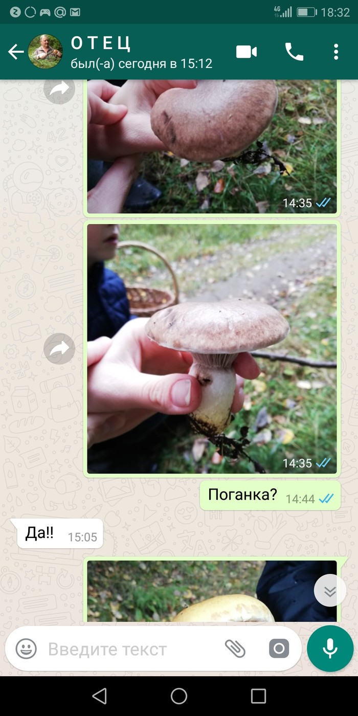 Как городские жители ходят за грибами. - Моё, Грибы, Длиннопост, Whatsapp