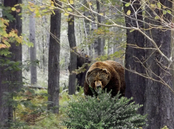 Huge cannibal bear prevents people from picking mushrooms - , Bear, Forest, Mushroom pickers, Hunter, The Bears