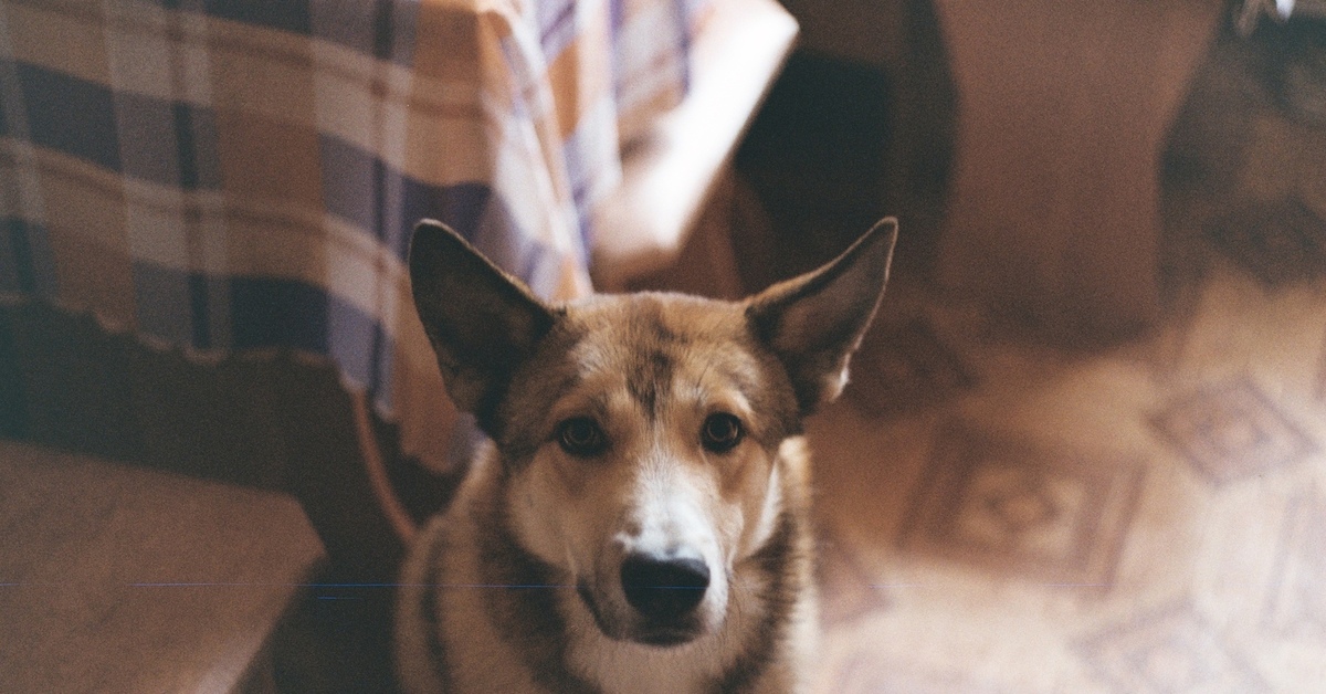 Собаки брины. Мартин порода собаки. Собака срочно. Пес барбос фото. Собака срочно.