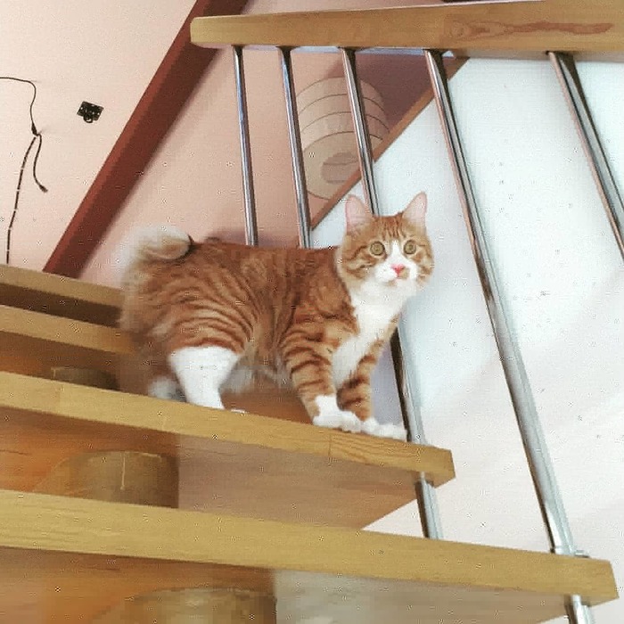 Курильский бобтейл Дюшес! Супер кот! | Пикабу