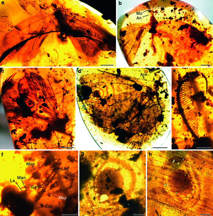 Butterfly lookalikes from Burmese amber differ from calligrammatids known from stone prints - Paleontology, Amber, Insects, Convergence, The science, Copy-paste, Elementy ru, Longpost