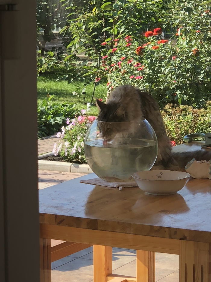 I'll get to you! - My, Maine Coon, cat, Aquarium, A fish, Thirst