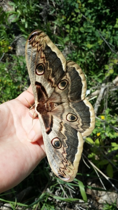 Павлиноглазка грушевая бабочка фото и описание