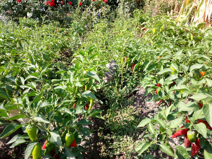 ����� ����!