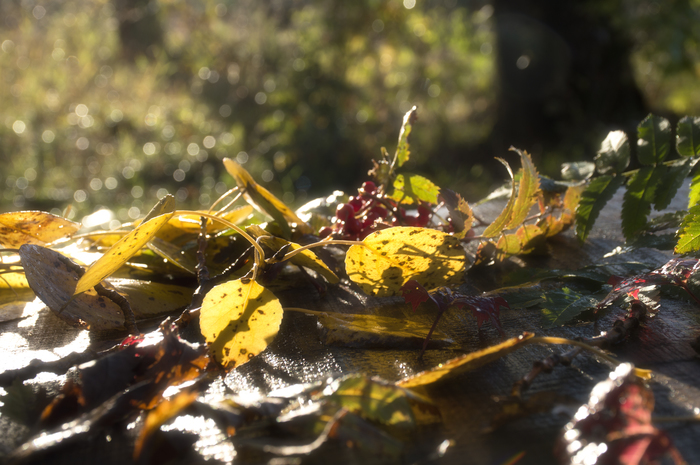 Last autumn© - Autumn, Autumn leaves, Still life