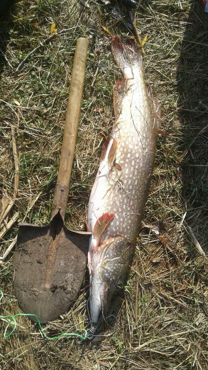 Spade floor. - Fishing, Pike, Nature