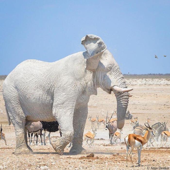 White elephant in a nature reserve in northern Namibia - Elephants, Albino, Namibia