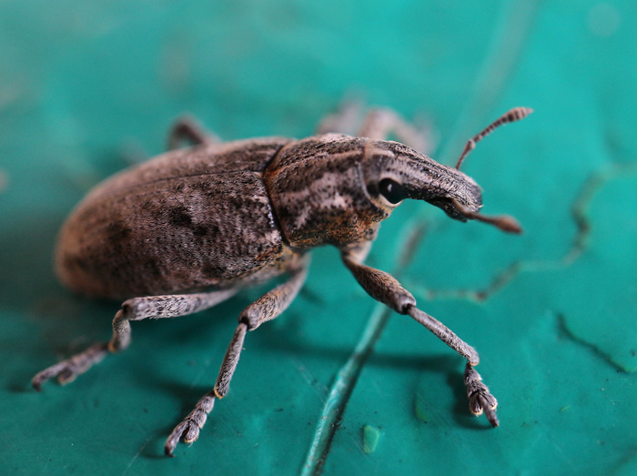 nettle weevil macro - My, Macro, Macro photography, Weevil, Жуки, Longpost