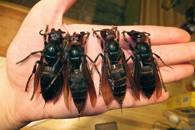 China has a big wasp problem right now. In the past three months, 21 people have died as a result of wasp stings in Shaanxi province alone. - Hornet, Bite, China, Threat, Insects, The photo, Animals, Death