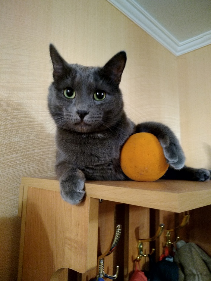 Let's play? - cat, My, My, Ball