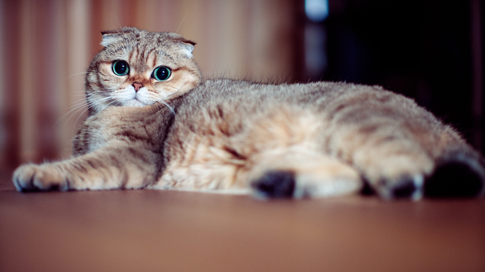 Когда подбирали кошку под цвет интерьера - Моё, Fujifilm, Фотография, Кот, Scottish fold, Шотландская вислоухая