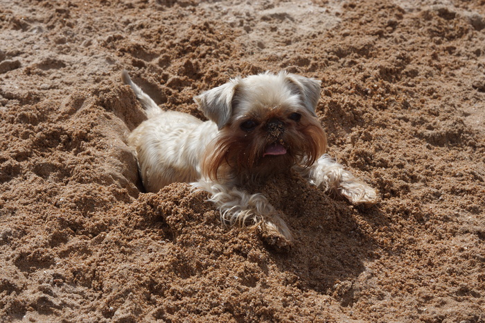 Zhuzha - My, Dog, Zhuzha, Sea, Heat, Griffon